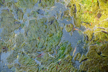 Aquatic plants photographed in a garden pond in spring in Germany