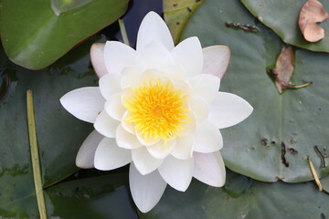 white water lily