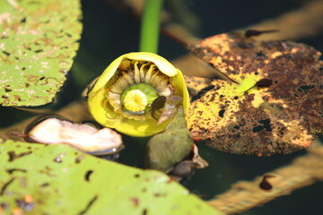 Aquatic plants photographed in a garden pond in spring in Germany