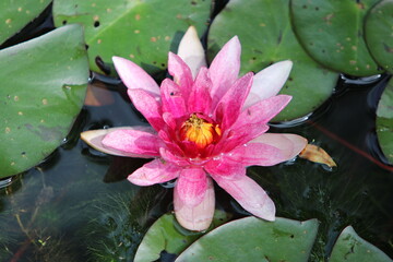 Aquatic plants photographed in a garden pond in spring in Germany