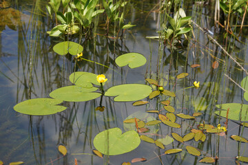 Aquatic plants photographed in a garden pond in spring in Germany