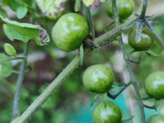 Small tomatoes grow on a branch. Still green cherry tomatoes hanging on a branch on a tomato bush among green leaves and stems. There are small villi on branches and vegetables.