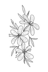 Fototapeta premium Peony bouquet graphic illustration line art sketch for tattoo