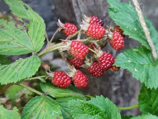 Large ripening blackberries. Several red-green blackberries grow on thin brown branches. One berry is ripe and blackened. Around the large textured green leaves of the plant.