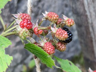 Large ripening blackberries. Several red-green blackberries grow on thin brown branches. One berry is ripe and blackened. Around the large textured green leaves of the plant.