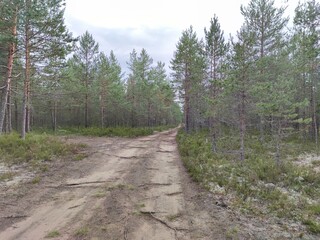 Sandy road in a coniferous forest. Among pine trees with brown trunks and green crowns there is a sandy forest road going into the distance around the bend. Grasses and moss grow along the road.