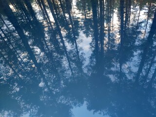 Reflection from a smooth surface. From the polished clean blue slightly curved surface, tall trees with streams and a blue sky with white clouds are reflected.