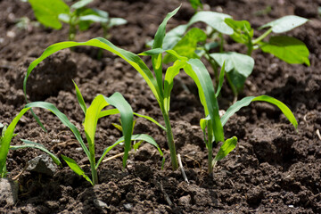 Maize grows from seed from the ground in a field in spring. Small shoots of corn plants on plantation on sunny spring day. Close up, selective focus