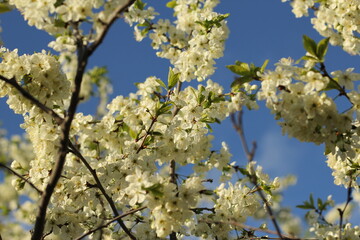 spring flowering of the pear tree, apple tree. a branch with flowers in close up on a blue sky background