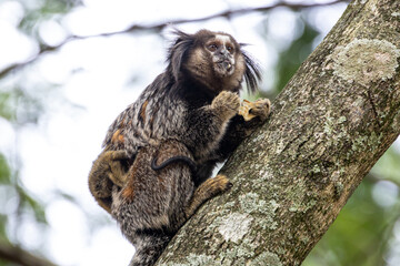 Fototapeta premium Marmoset monkey with cubs. Monkey cubs cling to their mother's fur. Cubs on mother's back. Little monkey marmoset. The smallest primate. Humanoid ape. Funny, fluffy, cute monkey.