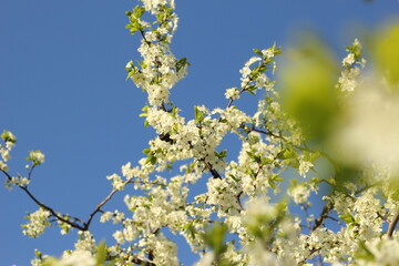 spring flowering of the pear tree, apple tree. a branch with flowers in close up on a blue sky background