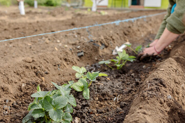 Woman is planting seedlings of strawberries. Gardening work. Country life. Eco farm. High quality photo