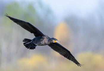a close-up with a cormorant in flight