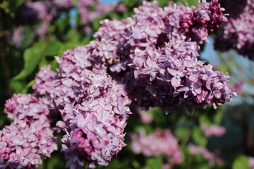 lilac branch