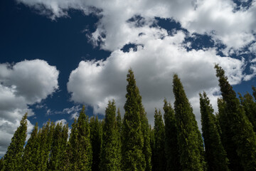 Tuyas and cloud sky at forest nursery