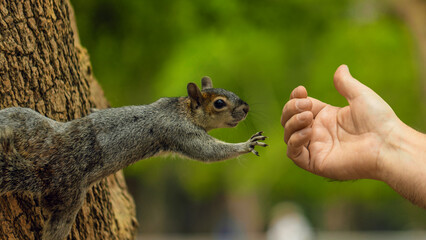 la creación de adán 