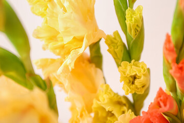 Many delicate gladiolus flowers, closeup