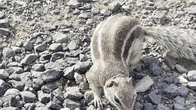 Altlash&ouml;rnchen an der K&uuml;ste von Fuerteventura.