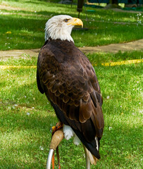 American eagle
