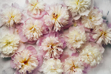 Fluffy pink and yellow peony flowers background. Top view. Floral natiral background