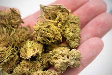 Medical marijuana, cannabis hemp therapy