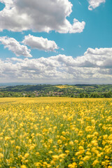 field of blooming yellow flowers and blue air clouds on a background 