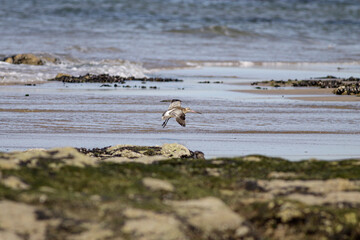 Sandpiper hovering over coast