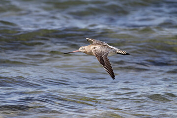 Sandpiper in flight over coast