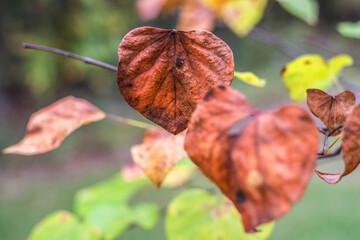 Brown Fall leaves on a tree