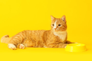 Cute cat near empty bowl on yellow background