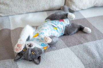 Sick domestic cat lies after surgery at home on sofa in clothes. Postoperative bandage. Care of pet...