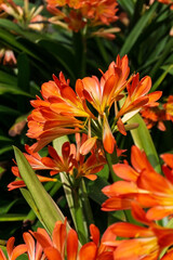 Orange flowers of Clivia miniata in the garden on a sunny day