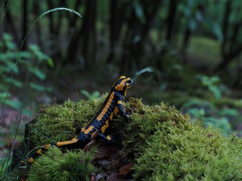 Feuersalamander im Wald