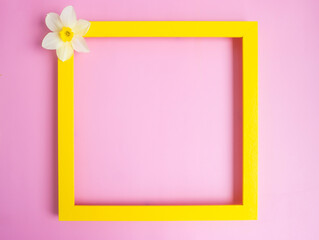 fresh white flowers of daffodils on a pink background with an empty yellow frame. Empty, copywriter. copy space