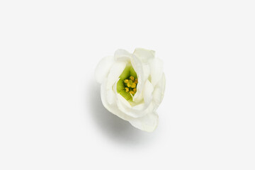 Beautiful eustoma flower isolated on white background