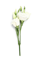 Eustoma flowers isolated on white background