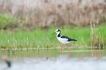 Black necked Stilt, La Pampa Province,  Patagonia, Argentina