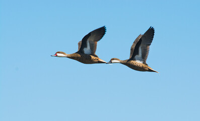 White cheeked pintail, in flight, La Pampa Province, Patagonia, Argentina