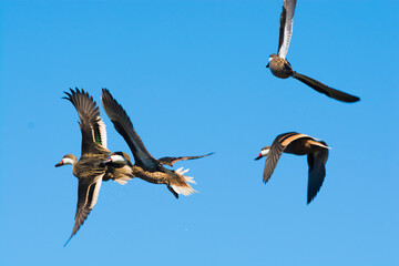 White cheeked pintail, in flight, La Pampa Province, Patagonia, Argentina