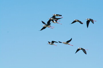 Fototapeta premium Black necked Stilt, Himantopus melanurus, La Pampa Argentina