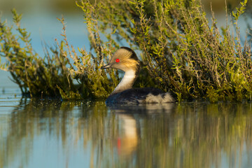 Silvery Grebe in Pampas Lagoon, La Pampa Province,  Patagonia, Argentina.