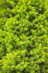 Lush green foliage of the thuja serves as a hedge