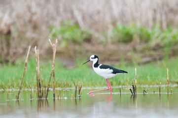 Black necked Stilt, La Pampa Province,  Patagonia, Argentina