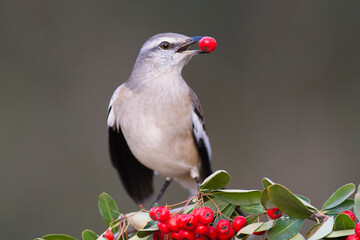 White banded Mockingbird, Mimus triurus, eating wild fruits Calden Forest, La Pampa , Argentina