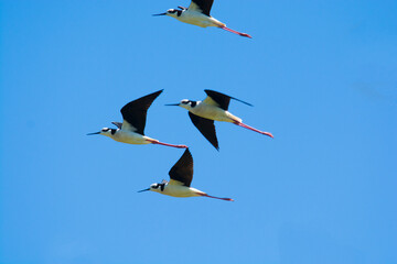 Black necked Stilt, Himantopus melanurus, La Pampa Argentina