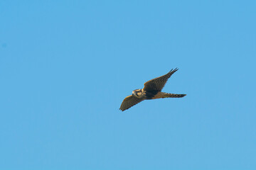 Aplomado falcon in flight, Patagonia Argentina.