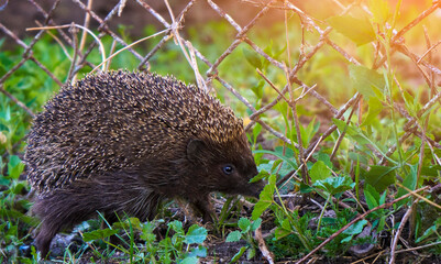 Hedgehog close up of a wild, native, European hedgehog, facing right in natural garden habitat on green grass lawn. Horizontal. Space for copy. © Yurii