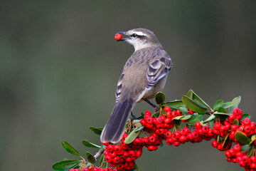 White banded Mockingbird,Mimus triurus,eating wild fruits Calden Forest, La Pampa , Argentina