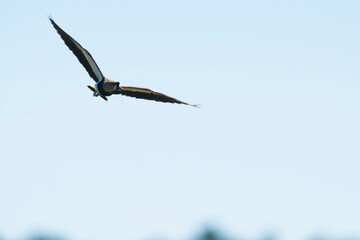 Black necked Stilt, Himantopus melanurus, La Pampa Argentina