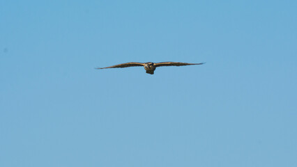 Aplomado falcon in flight, Patagonia Argentina.